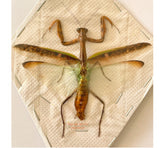 Mantis sp.5 (Malaysia)